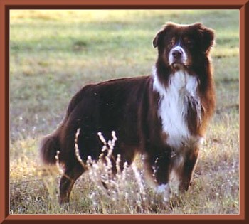 Buster 20-12