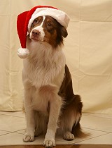 Xmas Bella 004