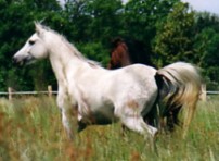 abuson  05000202