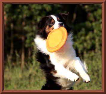 angus-frisbee-044Rah