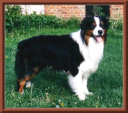 angus05-06