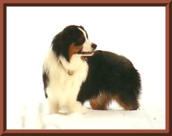 angus 1-06