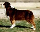 carliansi�mcnred