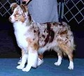 dogjill