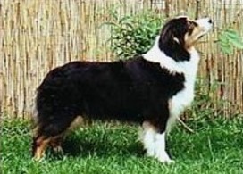 ravensteha