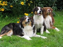 trio 29-7-02